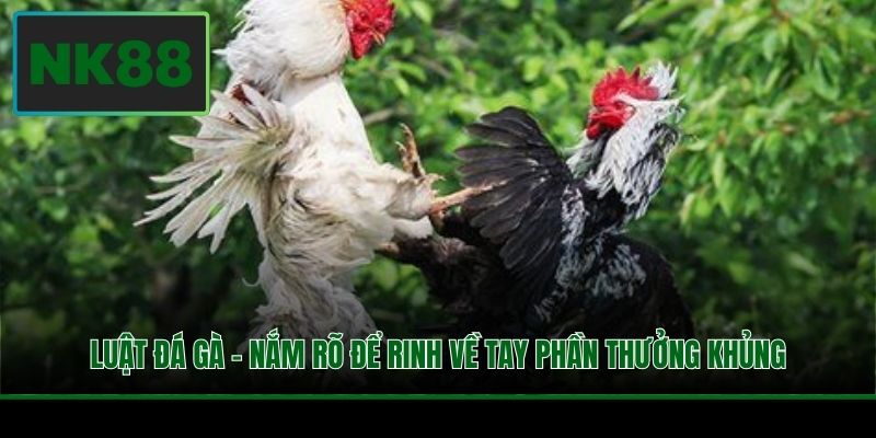 Luật Đá Gà - Nắm Rõ Để Rinh Về Tay Phần Thưởng Khủng 1 Luật Đá Gà - Nắm Rõ Để Rinh Về Tay Phần Thưởng Khủng