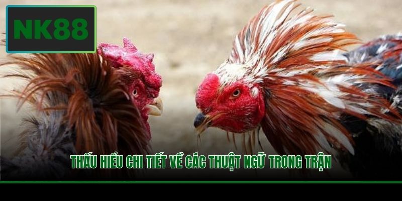 Luật Đá Gà - Nắm Rõ Để Rinh Về Tay Phần Thưởng Khủng 4 Thấu hiểu chi tiết về các thuật ngữ trong trận