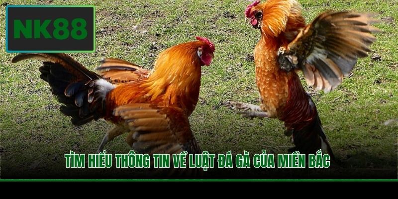 Luật Đá Gà - Nắm Rõ Để Rinh Về Tay Phần Thưởng Khủng 2 Tìm hiểu thông tin về luật đá gà của miền Bắc